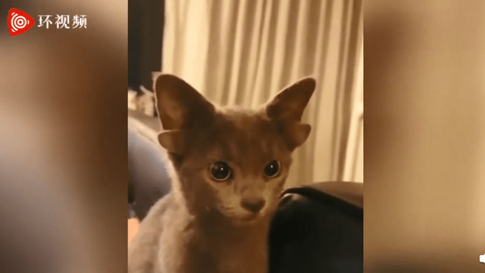 土耳其一只小猫天生有四只耳朵 火了 网友 像小鹿 迈达斯