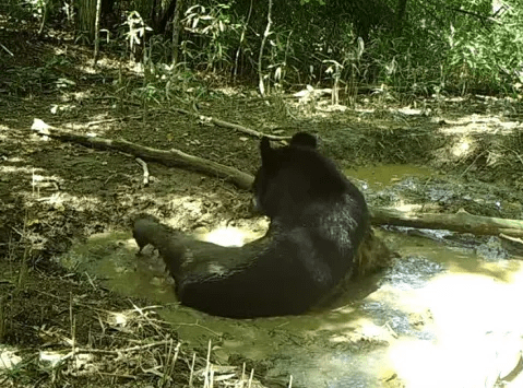 飞狐|重庆阴条岭发现黑熊水潭打滚，斑羚忙抢领地，豹猫产下3只幼崽