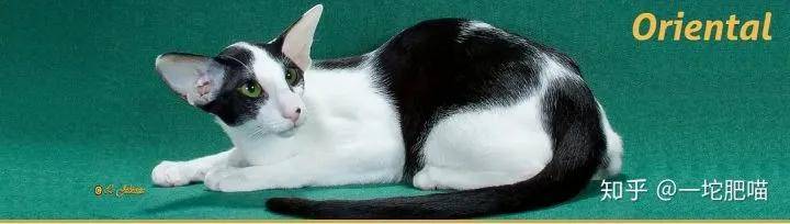 因为如何做猫舍│猫品种的选择