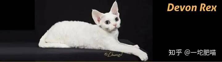因为如何做猫舍│猫品种的选择