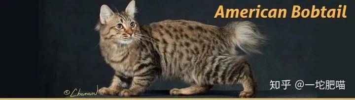 因为如何做猫舍│猫品种的选择