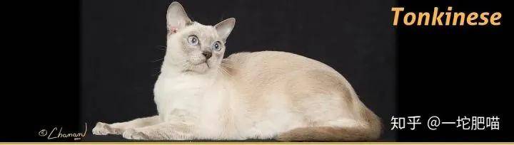 因为如何做猫舍│猫品种的选择