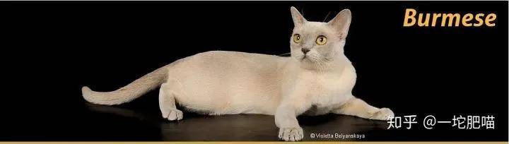 因为如何做猫舍│猫品种的选择