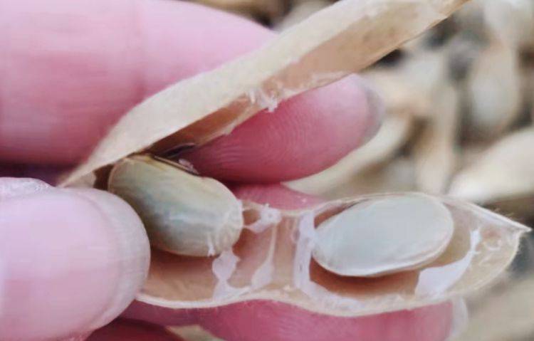 毛豆干|每年秋季,我家总会晒一篮它,香糯又劲道,当零食随吃随取,贼香