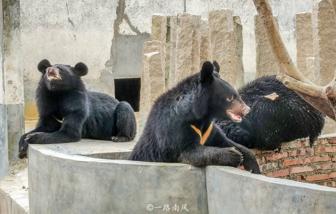 生活|潮州隐藏独特的动物庄园，猴子黑熊又萌又可爱，你去过吗？