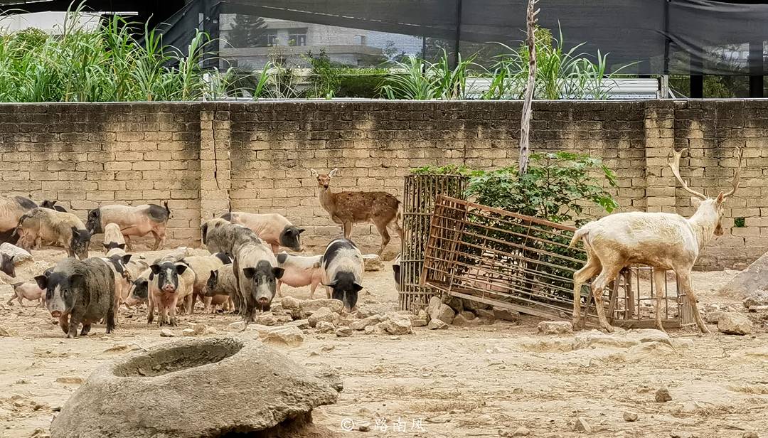 生活|潮州隐藏独特的动物庄园，猴子黑熊又萌又可爱，你去过吗？