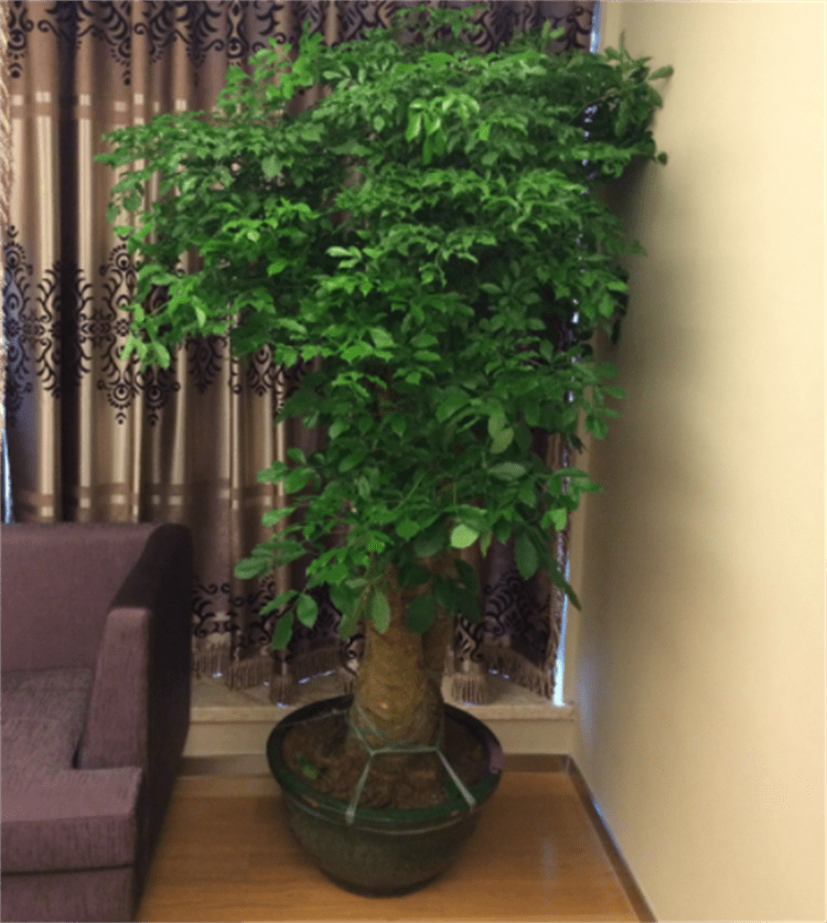 富贵树的养殖方法和注意事项,盆栽管理有7大技巧,适用范围广泛_修剪