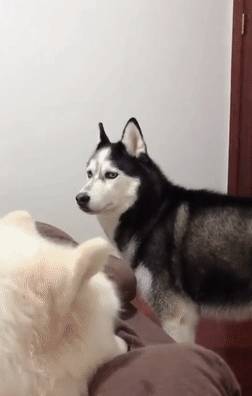 玩具嫉妒使狗狗面目全非！