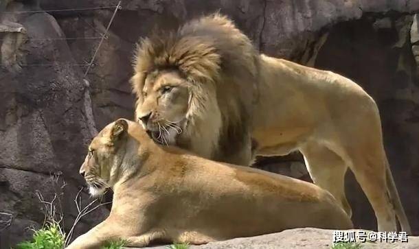 動物交配六親不認那流浪雄獅長大以後還認識自己的母親嗎