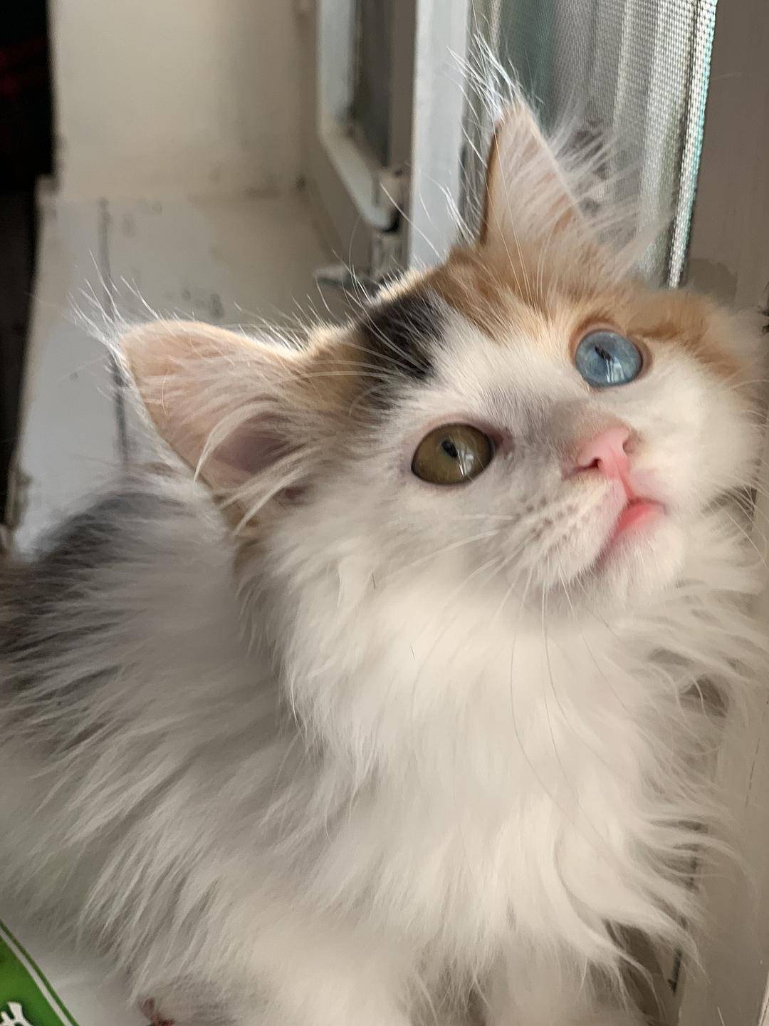 猫卵磷脂价格 猫吃卵磷脂还是鱼油