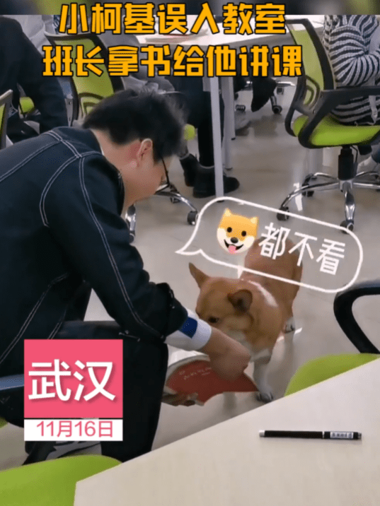 无可男生给误入教室的柯基讲课