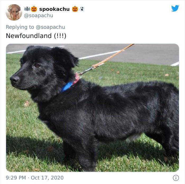 公车柯基超强短腿基因惹上就逃不掉，连獒犬都变低底盘公车