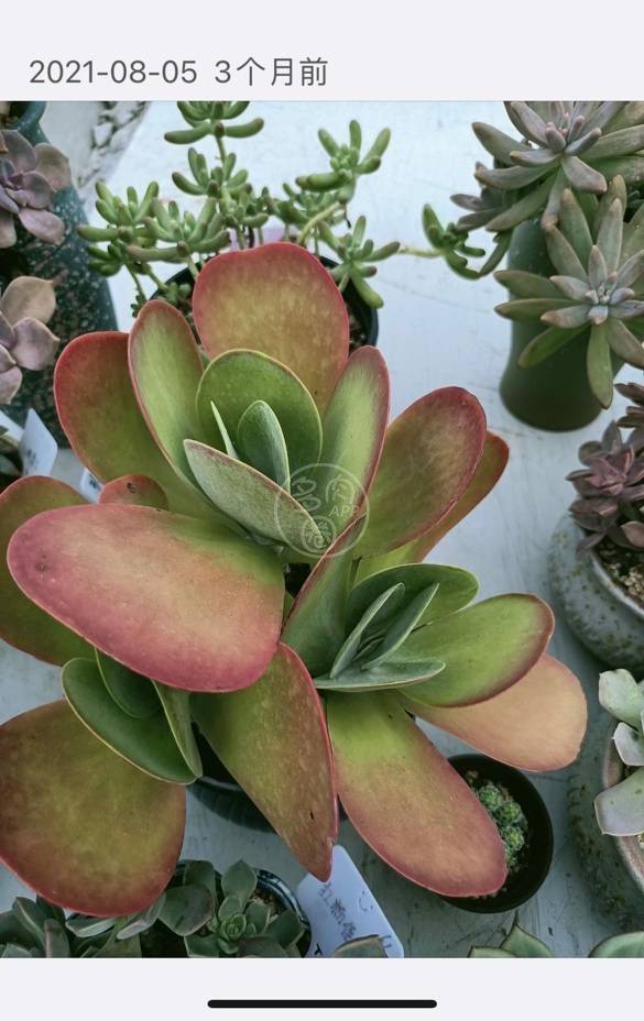 唐印的养护攻略如何养殖掌握这几步骤秒变大神