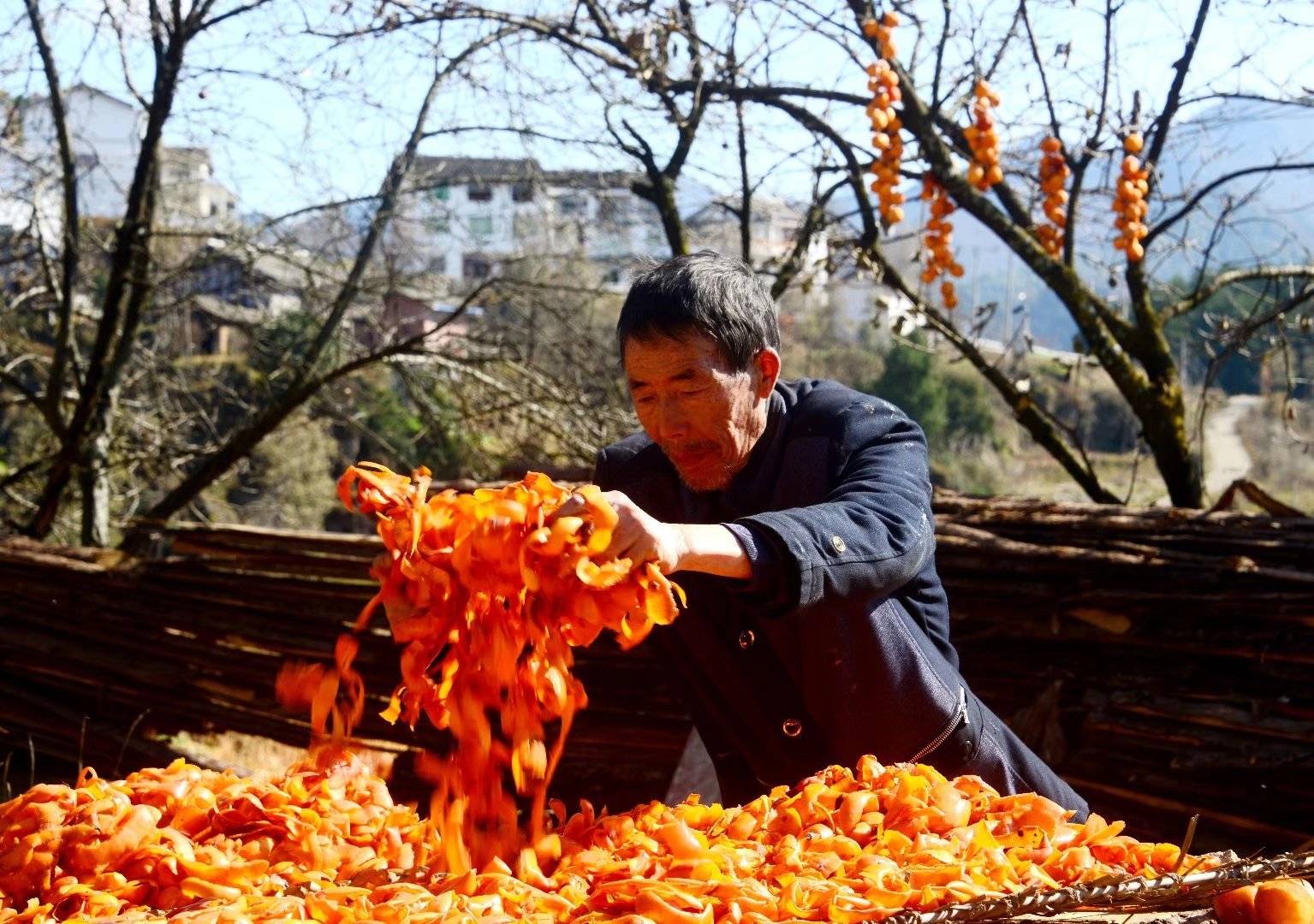 广元朝天有个小村庄，一不小心成网红打卡地，因为柿子挂满枝头！