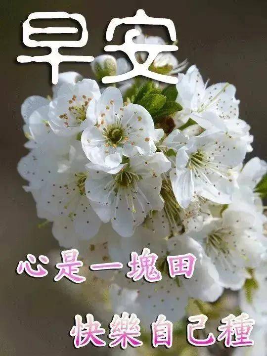 原创11月20日冬季大家早上好新版祝福漂亮图片带字清晨早上好问候动图