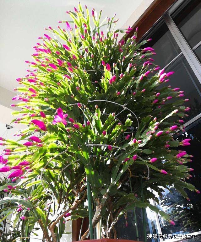 蟹爪兰开花"千百朵",秘诀就在"嫁接",谁养谁家爆"花球"_叶仙上