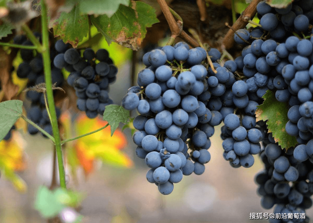 酿酒|什么是“好年份”的葡萄酒？如何寻找好年份的葡萄酒？