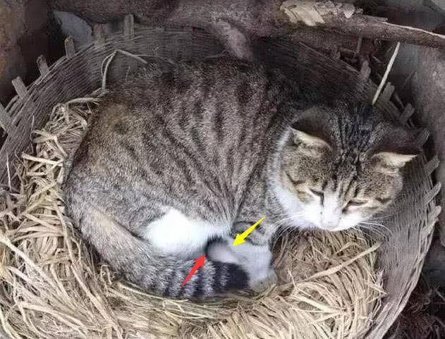 猫咪母爱泛滥孵蛋,母鸡气恼多次驱赶,猫咪:看把我欺负成啥样了