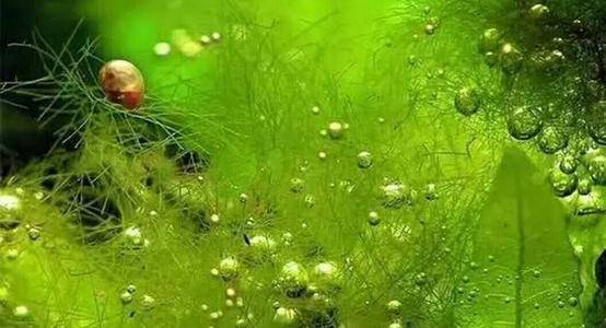 水藻地球上最早的生命地球真正的主人