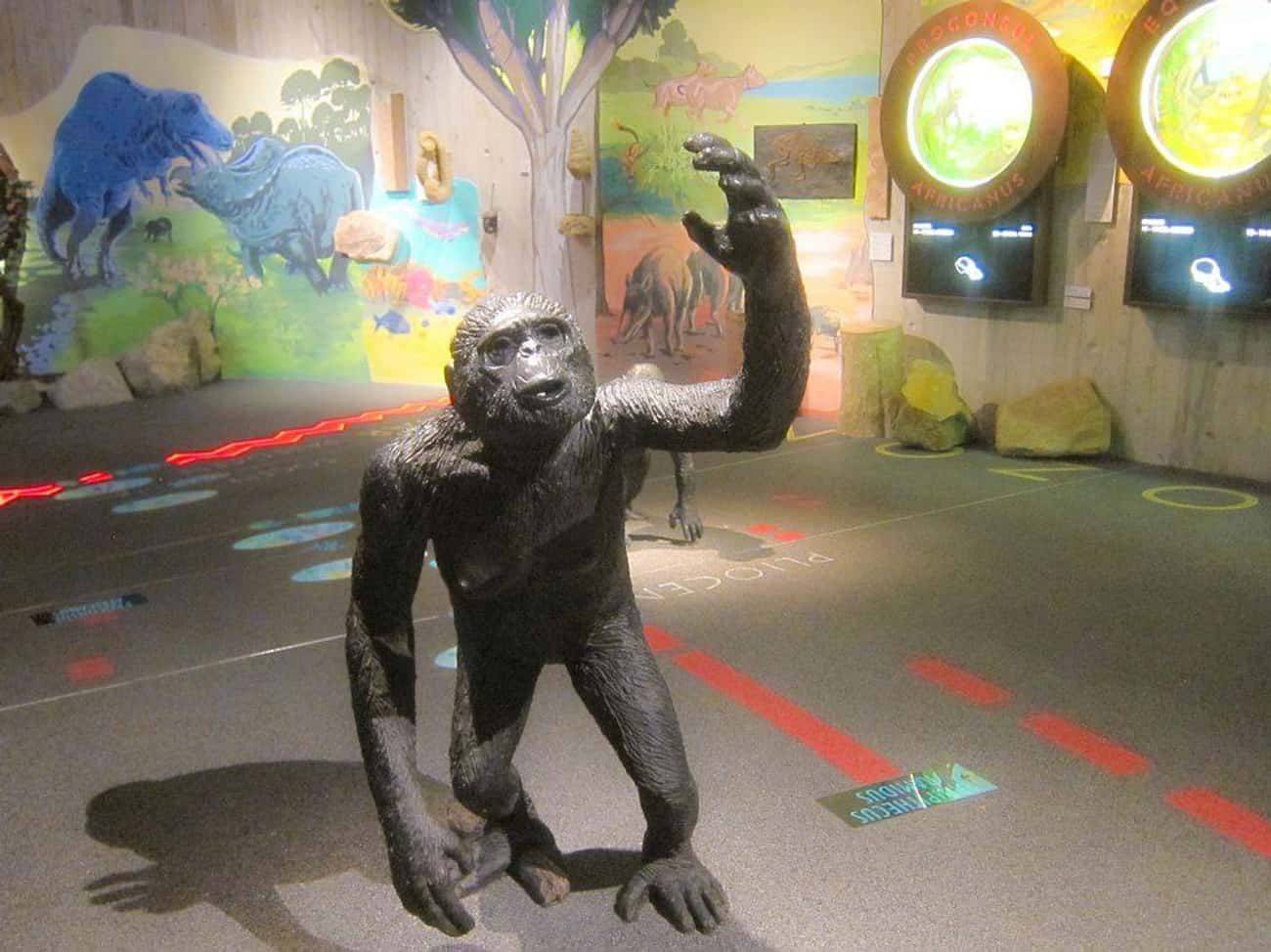 原创刷新你对进化论的认知:这些人类家谱成员,都是被进化打败的