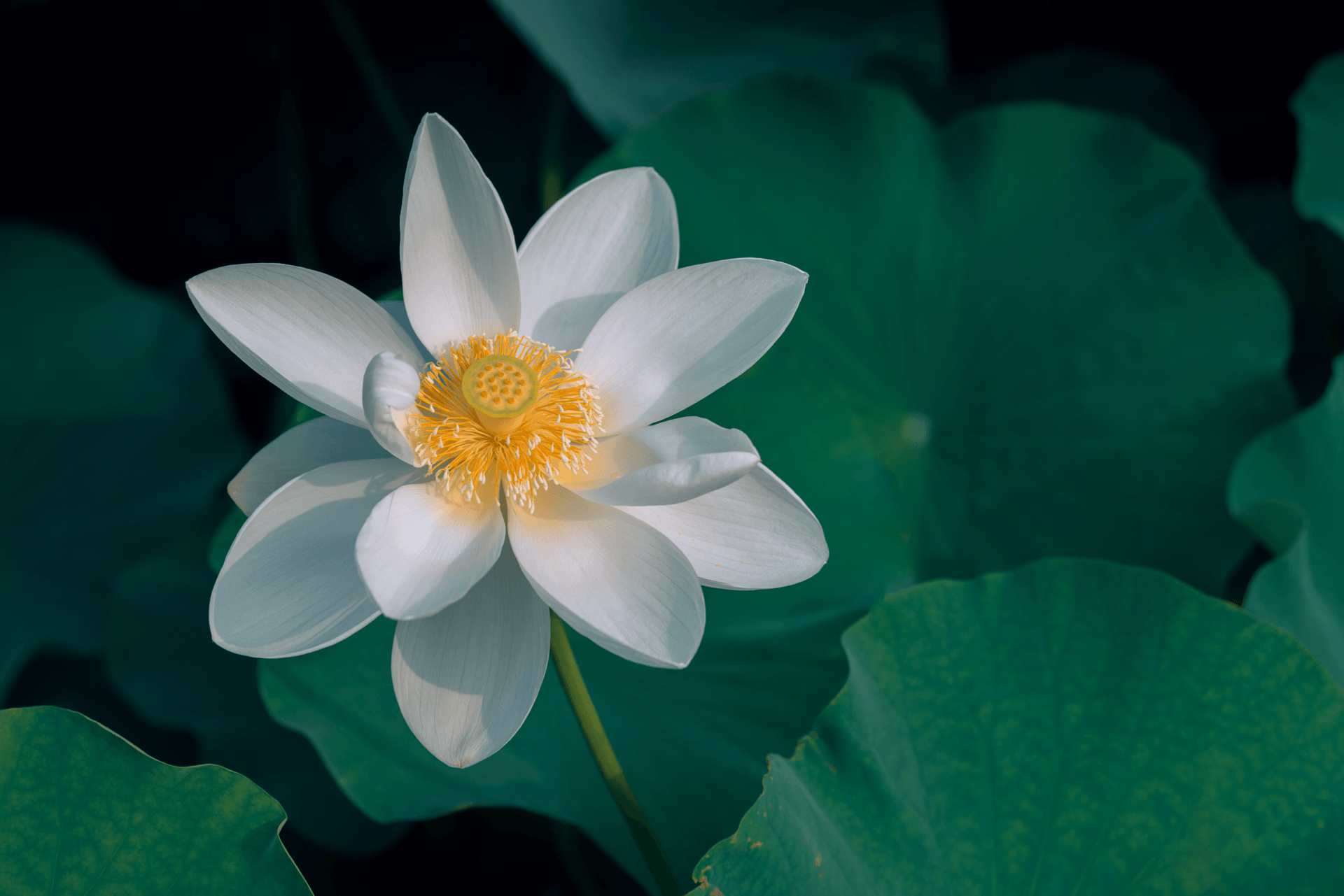 一句佛语点透人生一句禅语道尽人生 自媒体热点