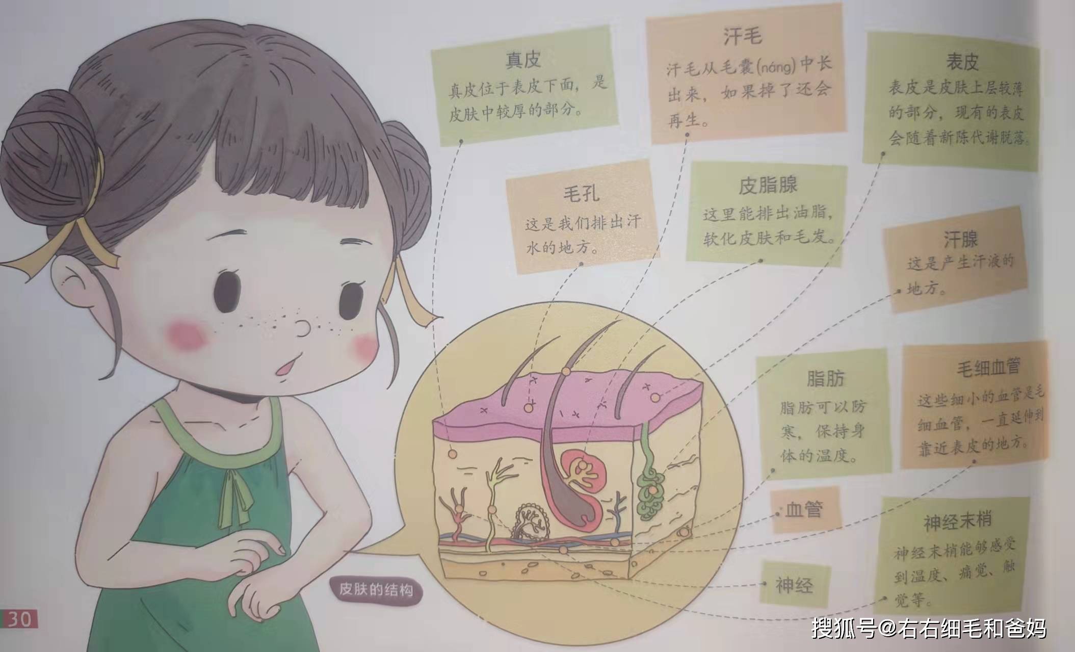 发挥着物理与生化屏障的作用,人体免疫系统的三道防线,构筑了我们自身