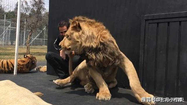 把獅子的尾巴拿來唱歌沒想到獅子怒了網友你就繼續作死吧