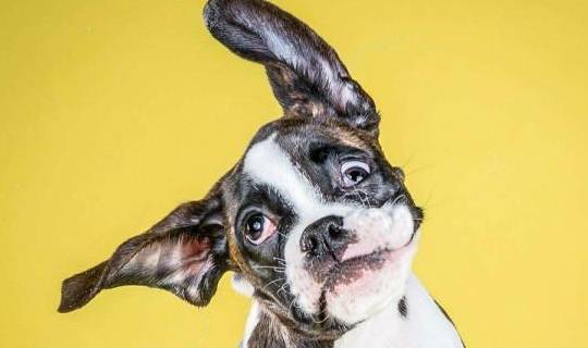 家长|每日一笑:最近减肥,我和男朋友一起吃早餐,习惯性把一半给他!