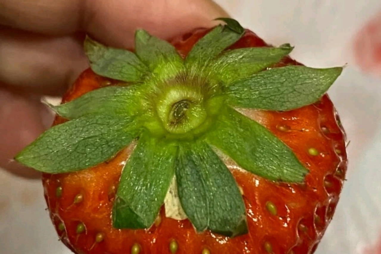 草莓苗繁殖方式及选择技巧 - 知乎