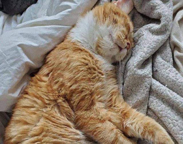 流浪猫大雪下敲窗求救,冻伤濒死才获好心人相助,猫:我快冻死了 流浪猫大雪下敲窗求救,冻伤濒死才获好心人相助,猫:我快冻死了