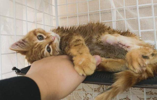 小猫被困积雪喊“救命”，暖男花3小时救猫，猫：都怪你动作太慢