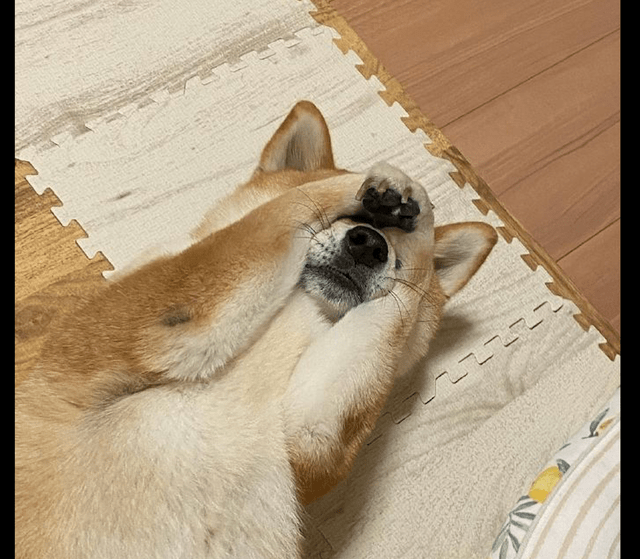 主人想要教育柴犬,它却躺在地上耍赖,捂耳朵又捂眼睛的,成精了