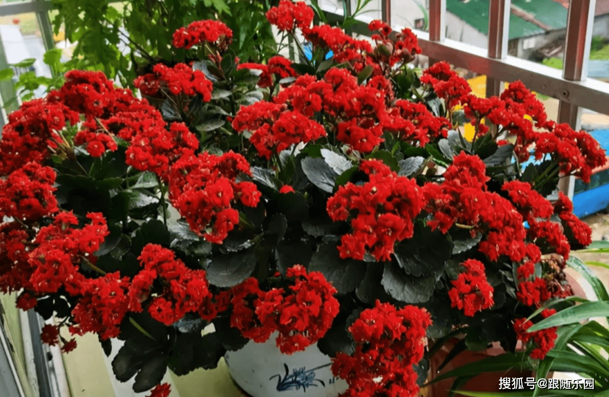 长寿花寓意健康长寿,很多花友都喜欢,特别是过年的时候,家里养一盆