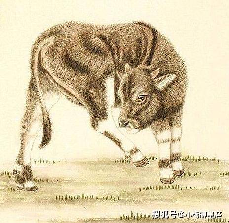 卑躬屈膝打一个生肖指什么动物，重点诠释解释