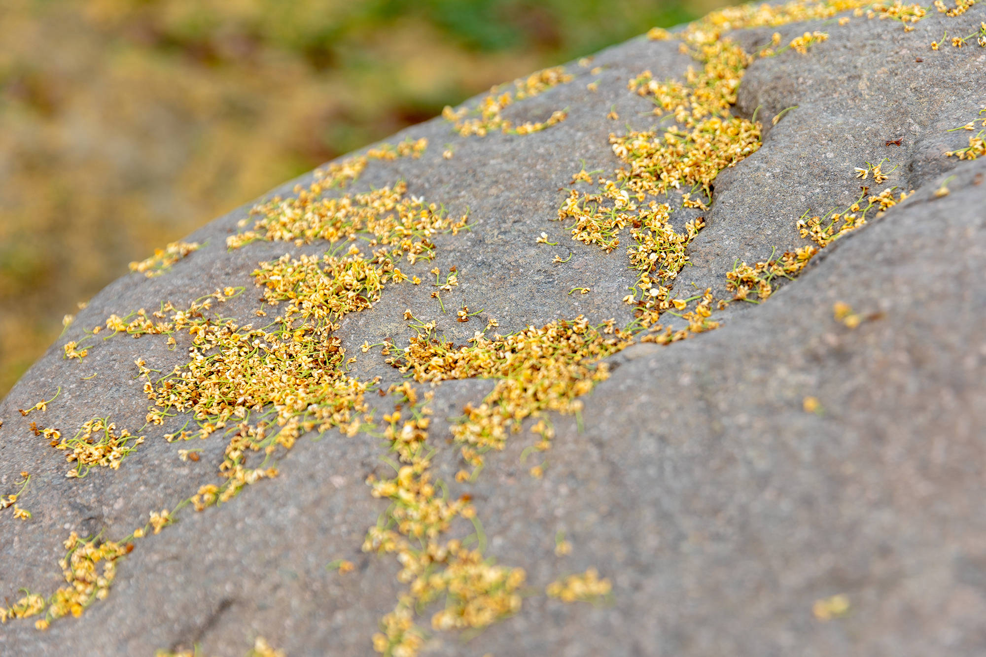 花香|闻香识江南，北桥桂花开