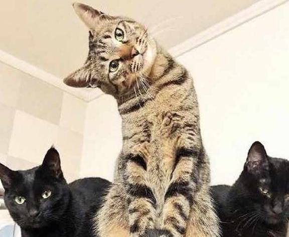 猫咪给猫咪拍照，戏精狸花猫卖萌抢镜，黑喵：认识这二货好丢猫啊！