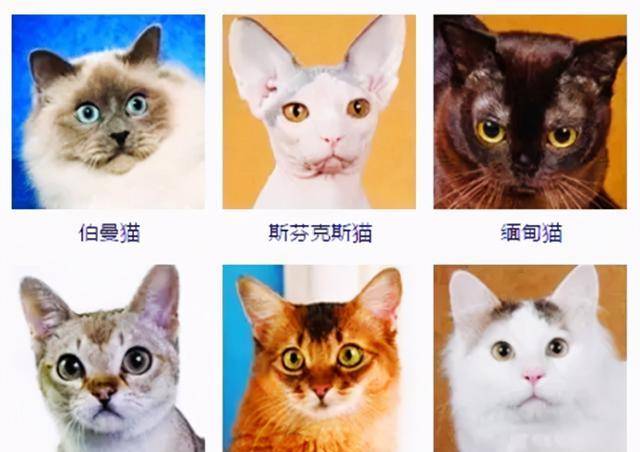 猫咪2021年上半年最多人养的6种猫咪，你最喜欢哪种？