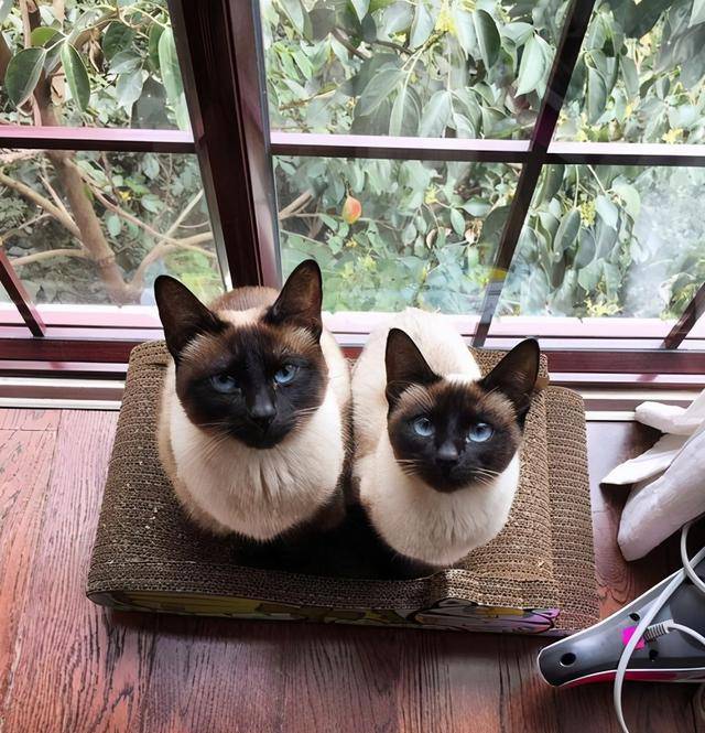 猫咪2021年上半年最多人养的6种猫咪，你最喜欢哪种？