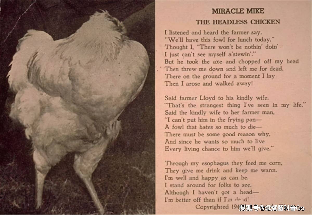 一只传奇鸡,被斩首后仍存活,登 时代 杂志,在巡演中出现意外