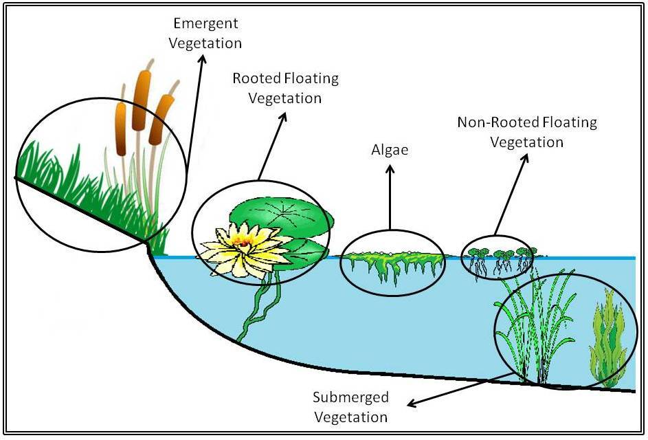 挺水植物示意图图片