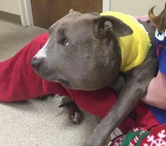 狗子用实力诠释什么叫百蛰不挠