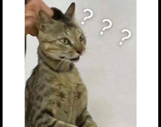 猫咪跑到机房教室，被老师直接拎出去了，猫：我想听课，有错吗？_干扰_ 