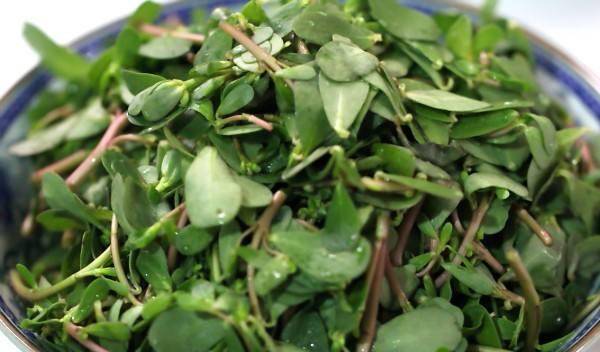 婆婆丁的功效与作用图片 52e380abdcfb4b0facb5c3826243290f.jpeg