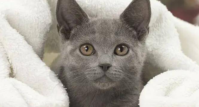 猫咪感冒会自己痊愈吗？猫鼻支与感冒有何区别？_家长_患上_呼吸道- 全网搜