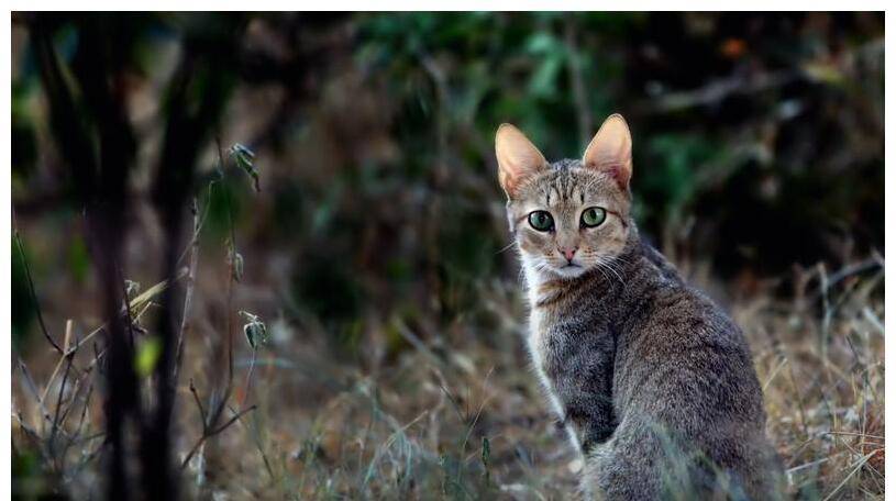 怎么抓到家里的野猫 80cdb86961354f0f90dd42b537e02136.jpeg