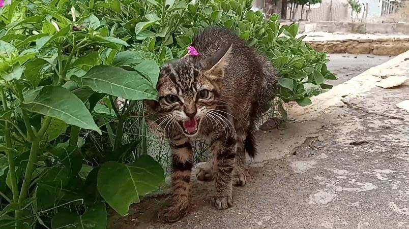 三花猫妈带娃见恩人，却意外“翻车”，2只小猫不领情，惹来邻居抱怨