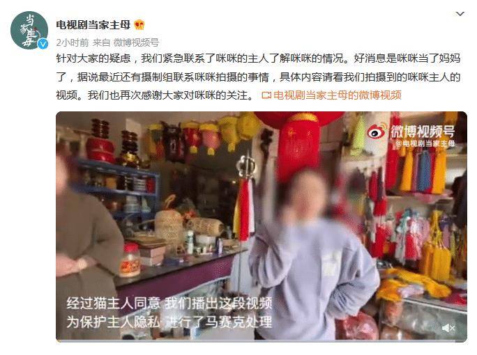 当家主母》猫咪事件后续：小猫不仅身体健康，还生下一窝小猫_网友_主人 