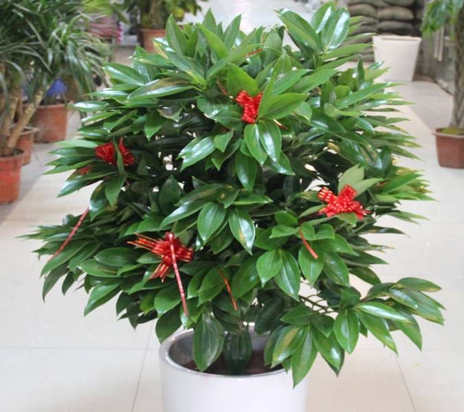 客厅最旺的三种盆栽 2c3ed85f6ebb45ccb89c3f89fc498271.jpeg