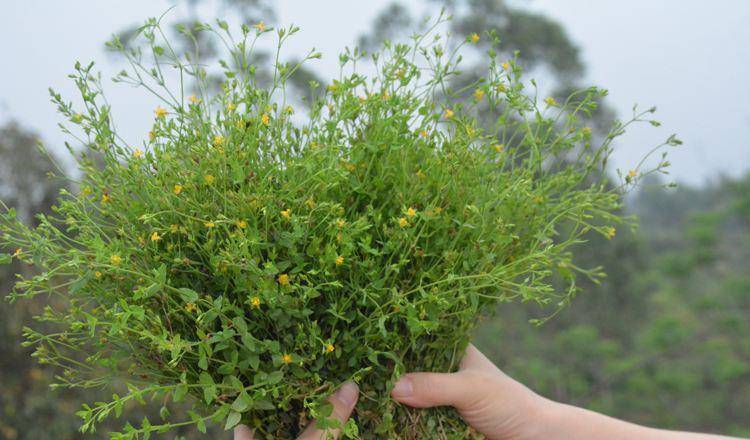 抓地草功能 4395f912b5bd47bb868235949d9770d0.jpeg