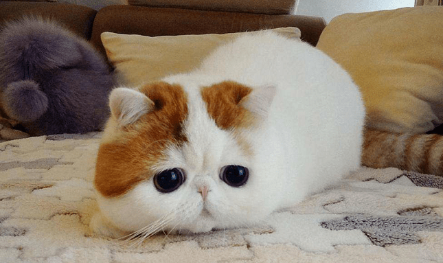 因为最丑猫咪排行榜加菲猫也入选了，认真的吗？看完刷新世界观